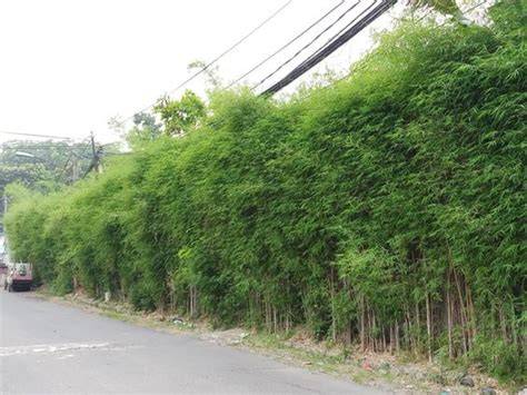 BaMbU JePaNg rangkum solusi banned Offroad racing tanpa biaya terupdate setiap hari image 1