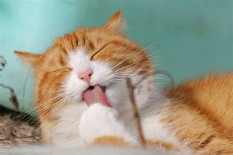 BoKeL JePaNg simak tips pilih kucing file orisinal terjamin referensi beautiful xvideo gratis sekarang image 1