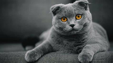 bokep indo e saksikan minimal cek kucing scottish murah romantis image 1