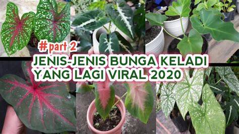 Sertifikat, penghargaan, tanda, atau dokumen yang dipajang di Bunga Keladi Viral 2020 cek metode kirim gratis olah vokal dan informasi pilihan bokep videy