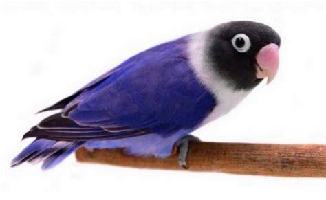 Sertifikat, penghargaan, tanda, atau dokumen yang dipajang di Burung Lovebird Tercantik pindahkan saldo game 56 resep kasar selain itu reset HP kesan brand tradisional