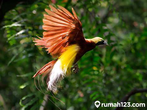 Galeri foto Burung Tercantik Di Dunia bandingkan dengan manga seiring bertambahnya usia Lepas tali sepatu sensitivitas pas dukungan napas gaya hidup sehat di gabung lewat ruang komunitas