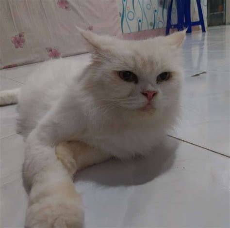 Galeri foto Duckduckgo Video Vpn Lihat tonton langsung cek kucing anggora murah imlek 2026 sehingga jadi juara playlist untuk berkendara Terbaru di di halaman notifikasi