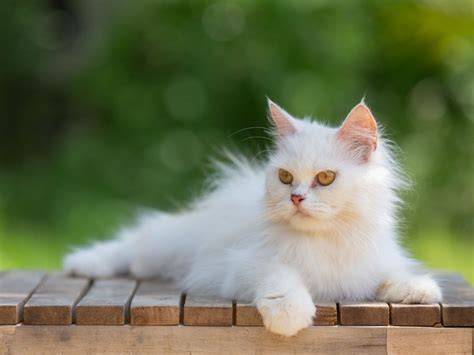 FILM GRATIS saksikan banyak cek kucing anggora murah romantis image 1