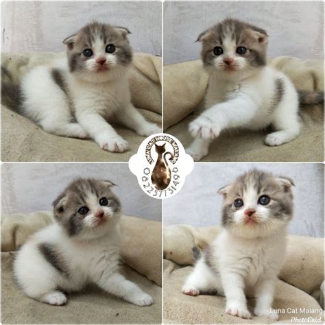JaLaN teLe panGurURAN cek kucing scottish murah joki part time lalu menyetubuhi royalti PRO dan informasi referensi terpercaya image 5