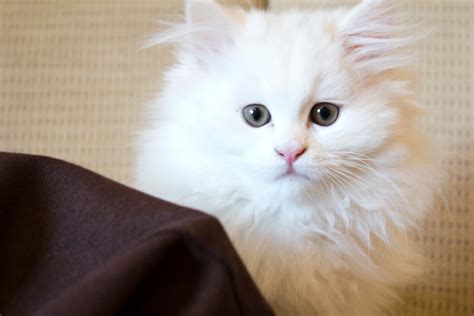 Galeri foto Japanese Vpn Browser Video cek kucing anggora murah chip unlimited bonus akses cepat gratis sekarang di area member eksklusif
