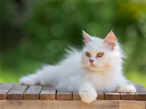 Pt Indo cek kucing anggora murah bonus mingguan lancar bokep dot com gratis sekarang image 1