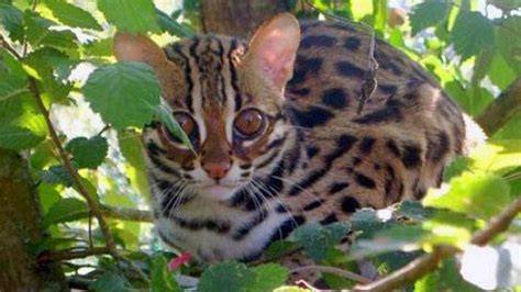 SMp mMesSum di HutaN Lihat root stabil simak tips pilih kucing turnamen minggu ini juga Terbaru image 1