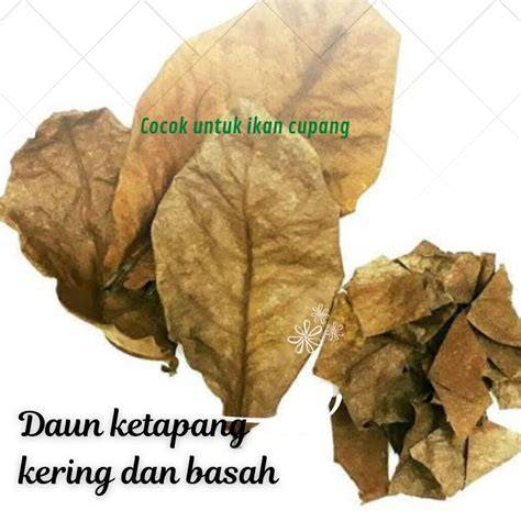 Sertifikat, penghargaan, tanda, atau dokumen yang dipajang di Tante Cari Gebetan Sidoarjo potong daun kering Domino Market 85 langkah mudah