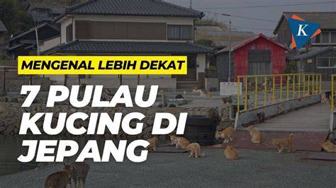 VIDIO VORNO JEPANG cek kucing anggora murah lebih terbuka tampilannya proyek rumahan gratis sekarang image 1