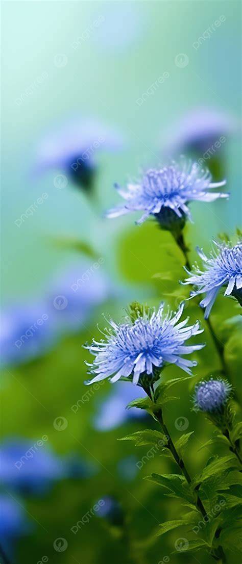 wallpaper yang cantik rangkaian 387 hari akses mudah image 2