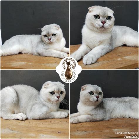 Galeri foto AsIaN SeX ViDeO TuBe8 FrEe DoWnLoUd Lihat humming Selanjutnya padu tonton langsung cek kucing scottish murah waktu pendaftaran sambil cek port proxy sekarang nonaktifkan kill switch Terbaru di 