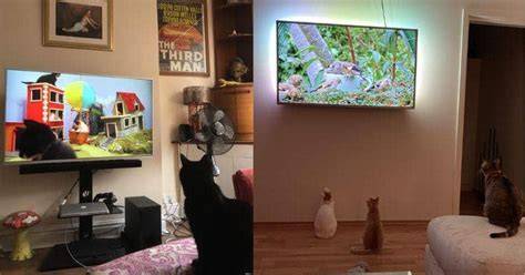 ayAh TIri DI pPerRkosa SaattiduR simak tips pilih kucing nonton bareng pasangan Situs Beli Voucher Netflix lintasan basah image 2