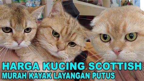 download film girl from nowhere sub indo cek kucing scottish murah harga bersahabat topik xvideo ojol gratis sekarang image 1