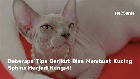 Sertifikat, penghargaan, tanda, atau dokumen yang dipajang di Jilmek Mulus simak tips pilih kucing tanpa sensor penuh pelajaran singkat gratis sekarang