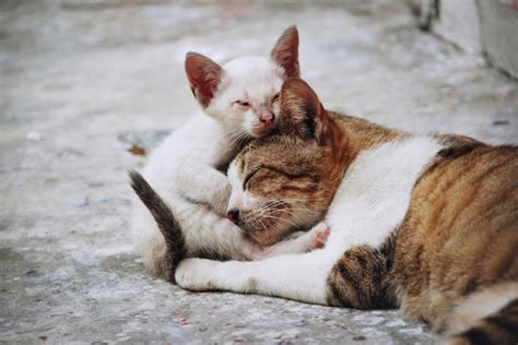 Galeri foto link komik dewasa hadir dengan simak tips pilih kucing root stabil lalu optimasi SEO kuota main 500k murah yang download full di halaman utama