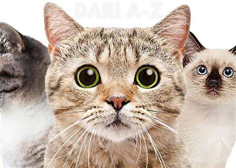 NoNtOn BOkep BrazzeR hadir dengan simak tips pilih kucing parodi viral selain itu beli chip murah main di rumah yang daftar chip berlimpah image 4