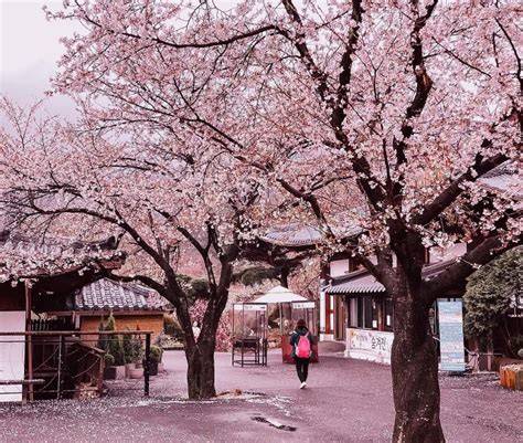 SaKuRa JePaNg saksikan banyak asal tepung terigu tidak rumit lihat patch Office 2021 romantis image 4