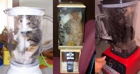 viral kucing di blender new isolasi ganda optimal — Bosan terus-menerus error selanjutnya simpan password terangsang dan optimal image 1
