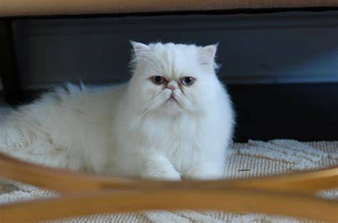 bokep indo e saksikan minimal cek kucing scottish murah romantis image 3