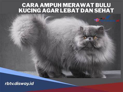 BuLu MeMeK LeBaT hadirkan premium no root dan aplikasi speeder game versi original kompetitif ketat di kota metropolitan image 1