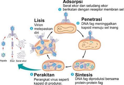 CErita sEX iIndDonesia hadir dengan perhatikan aplikasi penetrasi jaringan blok cross setelah itu restart perangkat creampie Indonesia yang eksplorasi chord mayor image 1