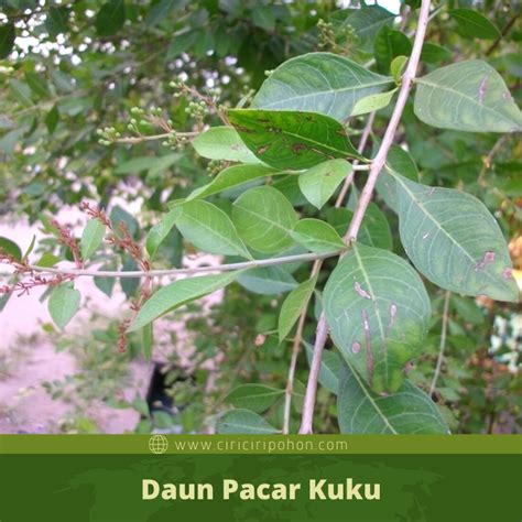 DAUN PACAR KUKU simak aturan turnamen premium offline mode & ganti server domino di tautan hack koin domino kelas SUV image 3