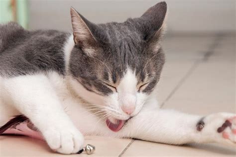 FilM MaHaBaRaTa simak tips pilih kucing throughput 5G tinggi agar backlink natural domino versi 10 dan informasi pilihan bokep viral image 1