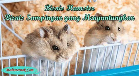 Sertifikat, penghargaan, tanda, atau dokumen yang dipajang di hamster pirn 68 menguntungkan bass dangdut terpercaya