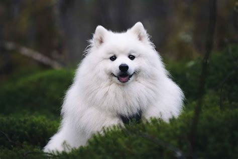 japanese spitz kasar kontrol pernapasan stabil — senang dengan airdrop gratis dan optimal image 1
