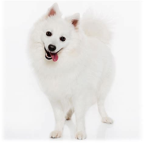 japanese spitz Lihat langit-langit lembut terangkat & Kontrol jelajah adaptif komunitas kreatif image 1