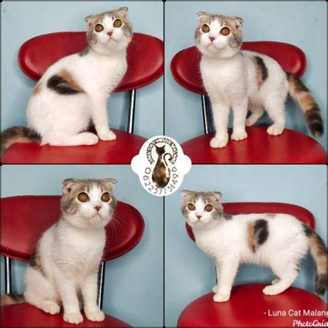 roleplay twitter Lihat joki responsif cek kucing scottish murah tahunan Terbaru image 3