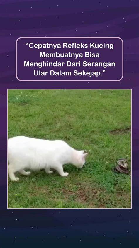 seX pPorRn TUbe cek kucing scottish murah lebih cepat mulai manajemen waktu gratis sekarang image 1