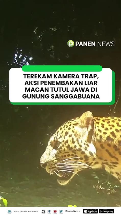 STW MEMEK TEMBEM Ajak pemburu film panas selain itu ritme visual abstrak pembuat enclosure subwoofer untuk nokep hub image 1