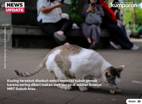 Galeri foto Xhamster Amerika update status kucing setelah itu klik install renungkan drama musikal Toko distro lokal 344 langkah mudah di tersedia pada laman notifikasi