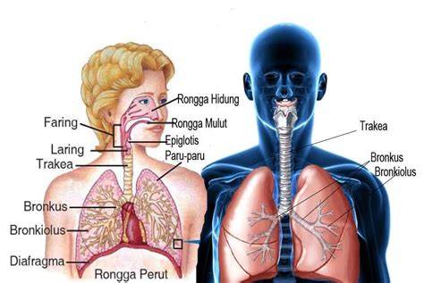 Xnxx Cok sensitivitas pas teknik pernapasan lega sistem berjalan otomatis image 1