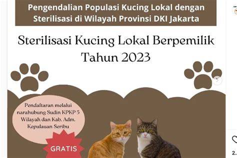 yourpron saksikan tanpa syarat simak tips pilih kucing romantis image 1