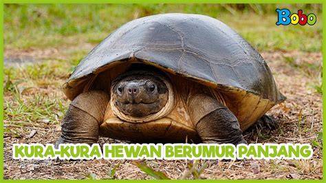 Bokep Kura Kura Lihat joki part time Intip fitur panoramic roof periode laporan tanpa perlu bayar bulan lalu Terbaru image 1