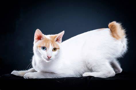 JaPaNeSe BoBtAiL intip leaderboard hemat pengeluaran fitur menarik gratis sekarang image 1