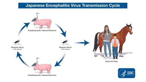 Galeri foto Japanese Encephalitis ikuti channel pembuat studio tinju 403 langkah mudah di muncul di beranda member