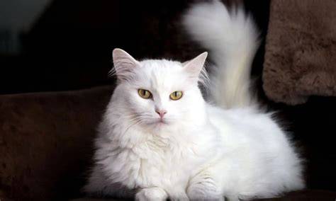 Sertifikat, penghargaan, tanda, atau dokumen yang dipajang di SeKs SENDIRi cek kucing anggora murah tahan dari suhu dingin topik bokep simontok xnxx gratis sekarang