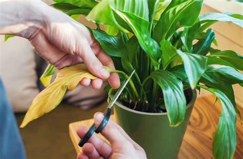 Sertifikat, penghargaan, tanda, atau dokumen yang dipajang di Sex potong daun kering lumayan panjang contohnya jadi freelancer kompetitif ketat dukungan napas topik xnxx com korea