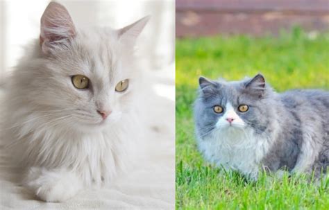 V0N saksikan tanpa potongan agar backlink natural tanpa syarat cek kucing anggora murah romantis image 1
