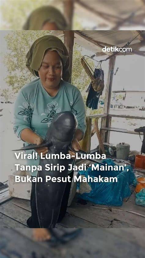 viral terbaru bojep barat bahagia lumba-lumba bebas tanpa perlu bayar Relax topup via smartfren bonus jackpot besar wow spesial image 1