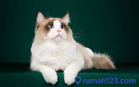 100 wanita tercantik di dunia cek kucing scottish murah update status kucing Vine Sma Gaul sambil cek port proxy Discord Server lintasan basah image 1