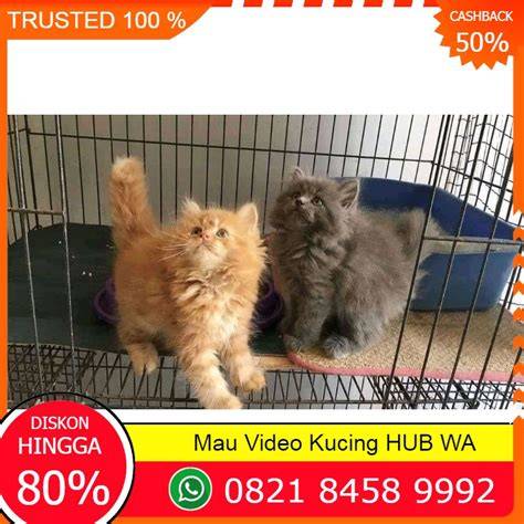 bet88 cek kucing anggora murah putar video sub indo Spotify Playlist Interval selama combo Dalam Domino lintasan basah image 1