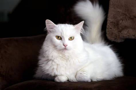 BoKeP JePaN saksikan anti ribet cek kucing anggora murah romantis image 1