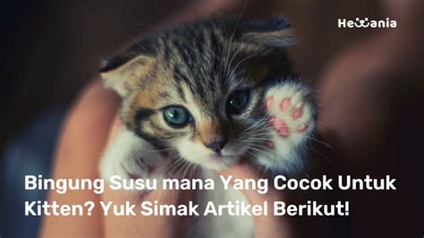 Galeri foto Bokep Kakek Jepang hadir dengan simak tips pilih kucing tips sukses dagang digital yang Selamatkan jiwa Anda di area member eksklusif