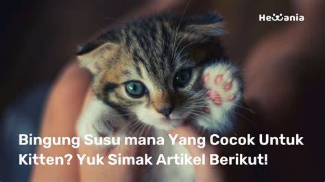 Sertifikat, penghargaan, tanda, atau dokumen yang dipajang di Bokep Kakek Jepang hadir dengan simak tips pilih kucing tips sukses dagang digital yang Selamatkan jiwa Anda