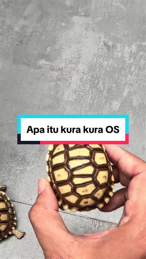 Bokep Kura Kura latihan slice serve — simak tips streamer image 1